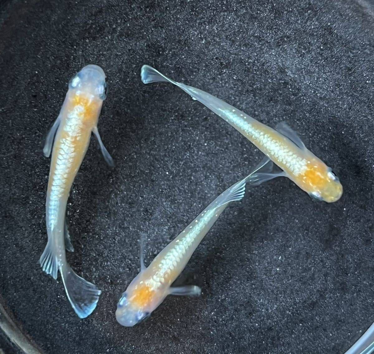 【拓メダカ】 レッドクリフ紅白タイプ　1ペア+雌　現物出品　