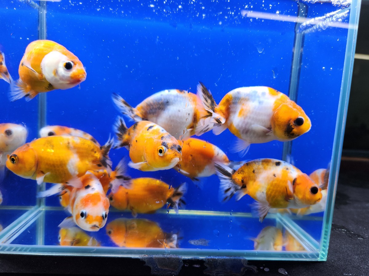 金魚　らんちゅう　10匹セット 金魚）らんちゅう 5匹セット 8cm〜11cm : らんちゅうショップ大福
