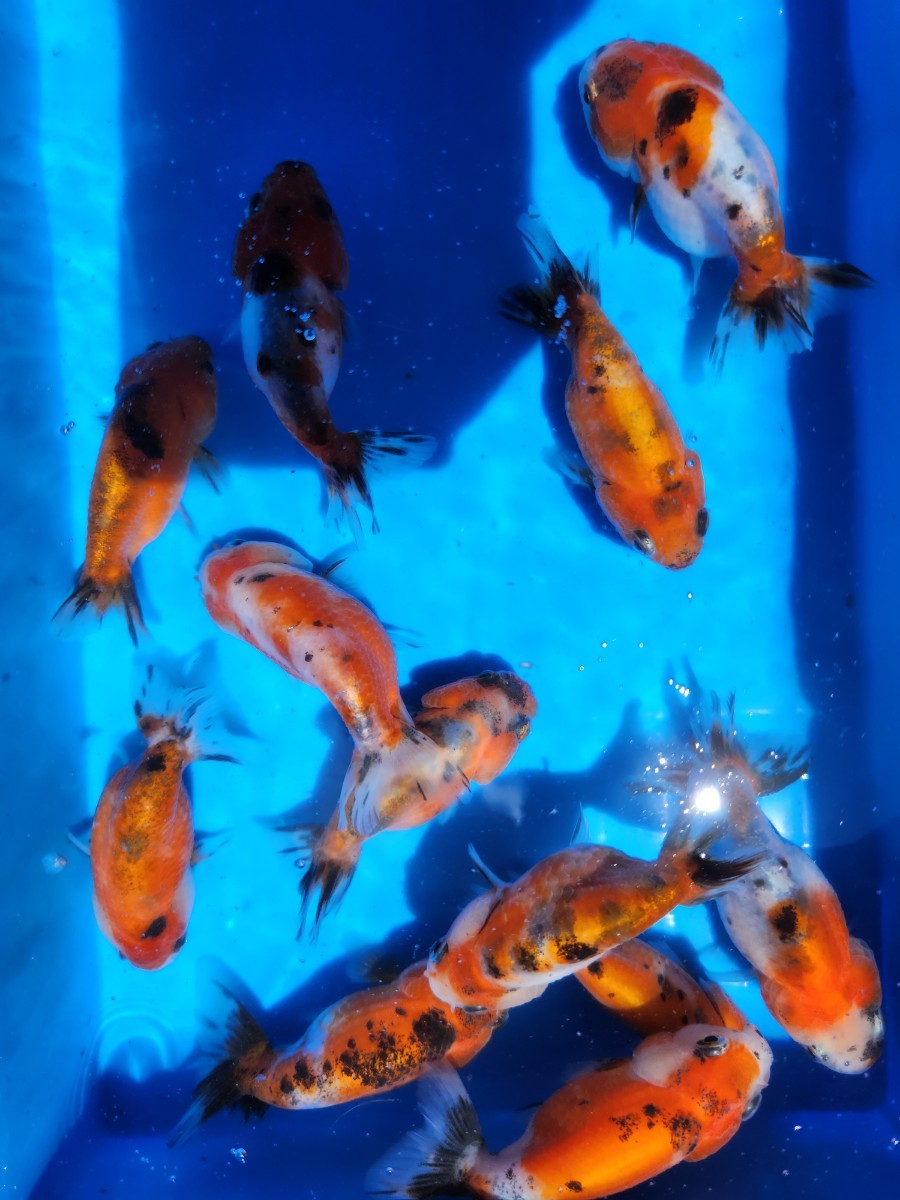金魚らんちゅう約8cm~10cm 3匹セット オープン価格 格安スタート 金魚らんちゅう約8cm~10cm 3匹セット オープン価格 格安スタート