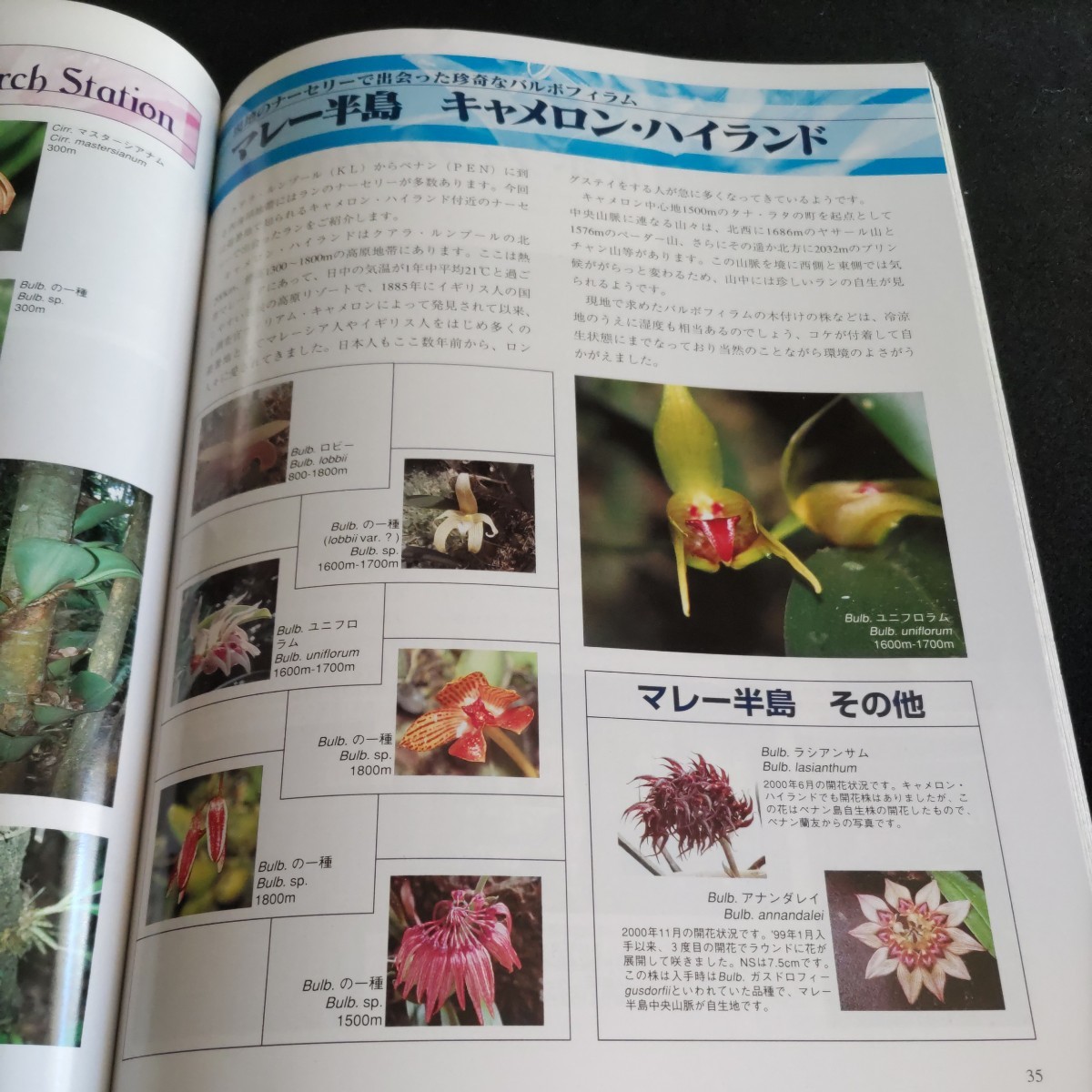 New Orchidオールガイド 洋らんの情報誌　 ニューオーキッド　17冊 New Orchidオールガイド 洋らんの情報誌 ニューオーキッド 17冊 new