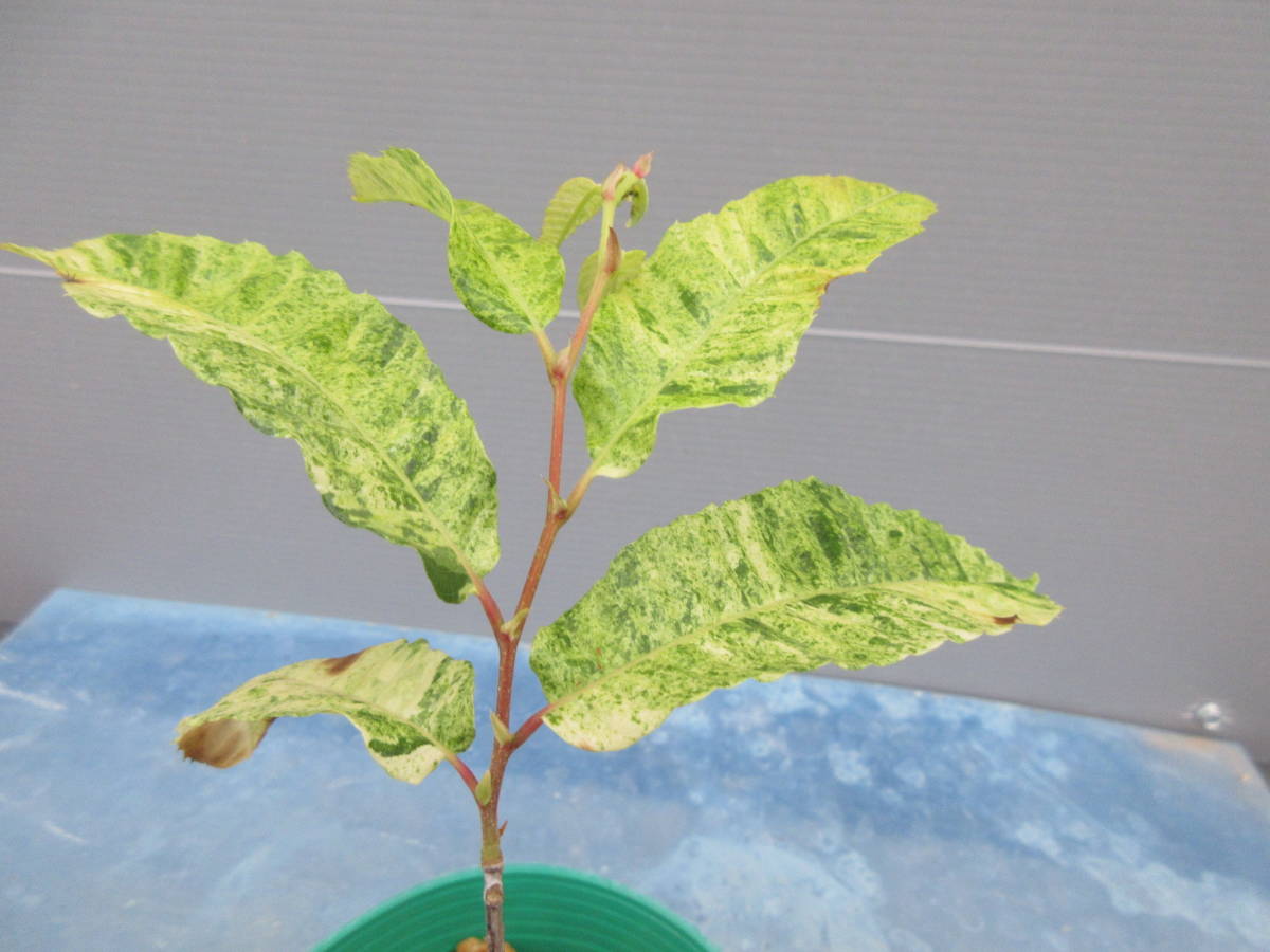 斑入クリ、日本種、草丈15㎝前後、12㎝鉢