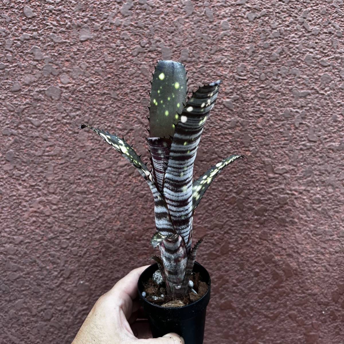 ビルベルギア メリーモナーク Billbergia ビルベルギア・メリーモナーク Billbergia Merrie Mo