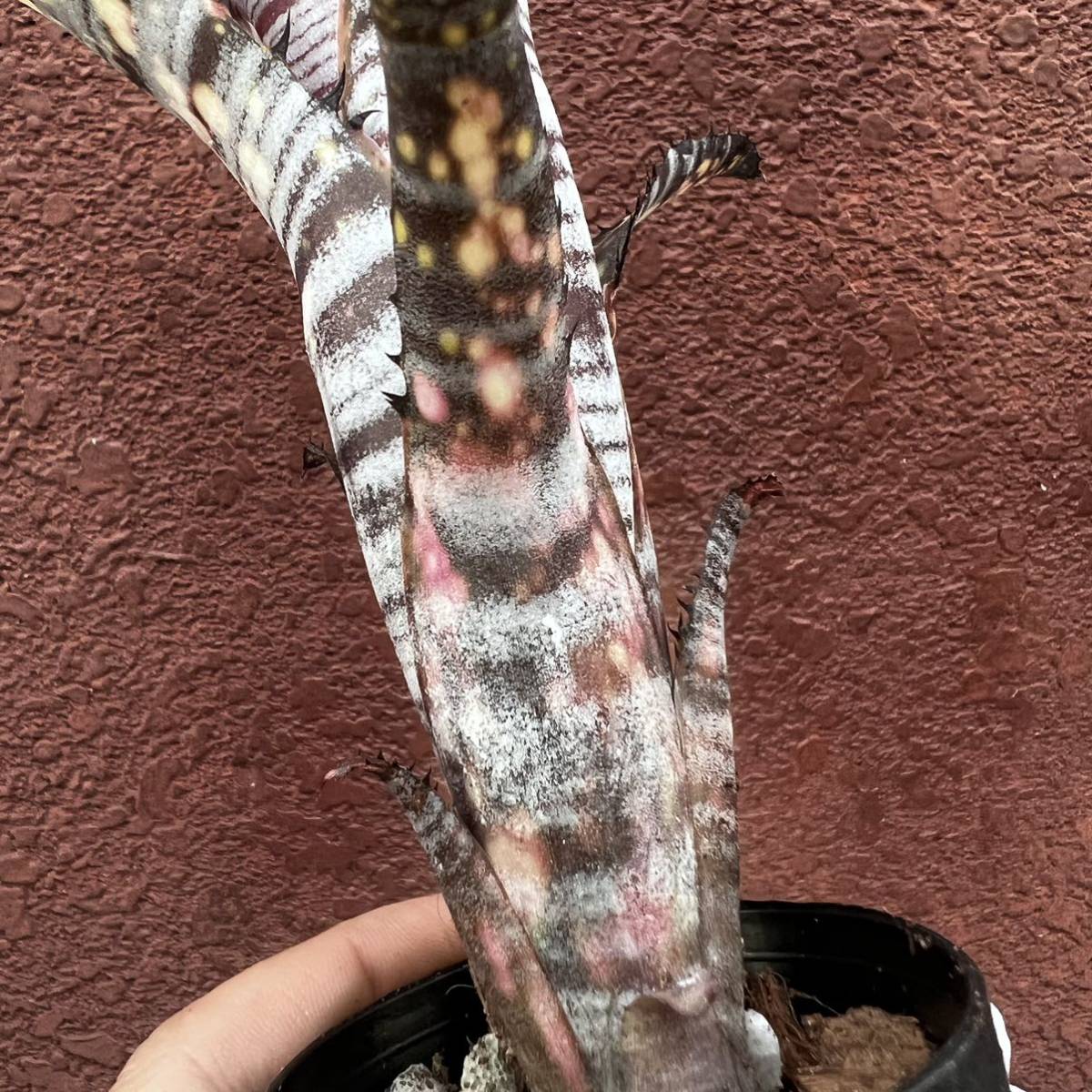 新製品 ビルベルギア・メリーモナーク Billbergia 'Merrie Monarch