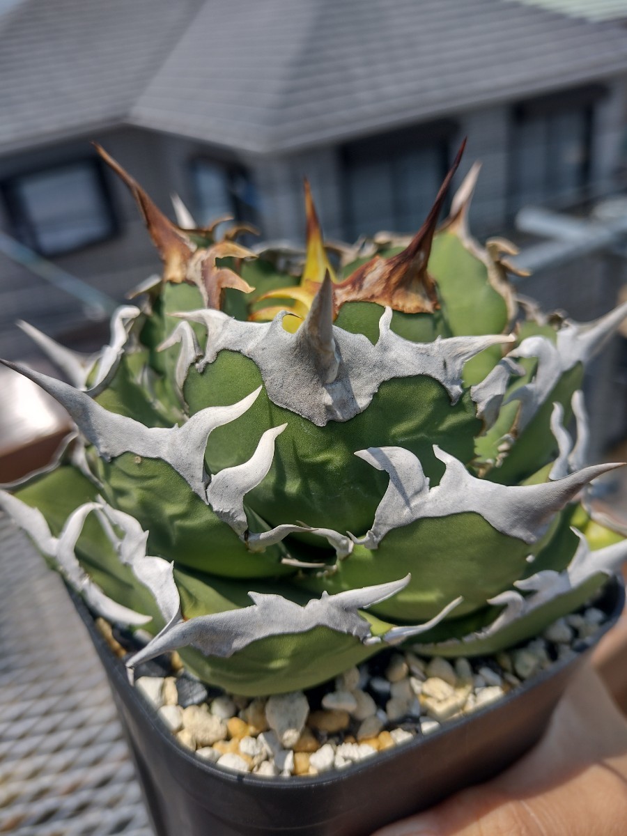 アガベ シエラミクスティカ 子株 発根済みOC株 シエラ ミクスティカ