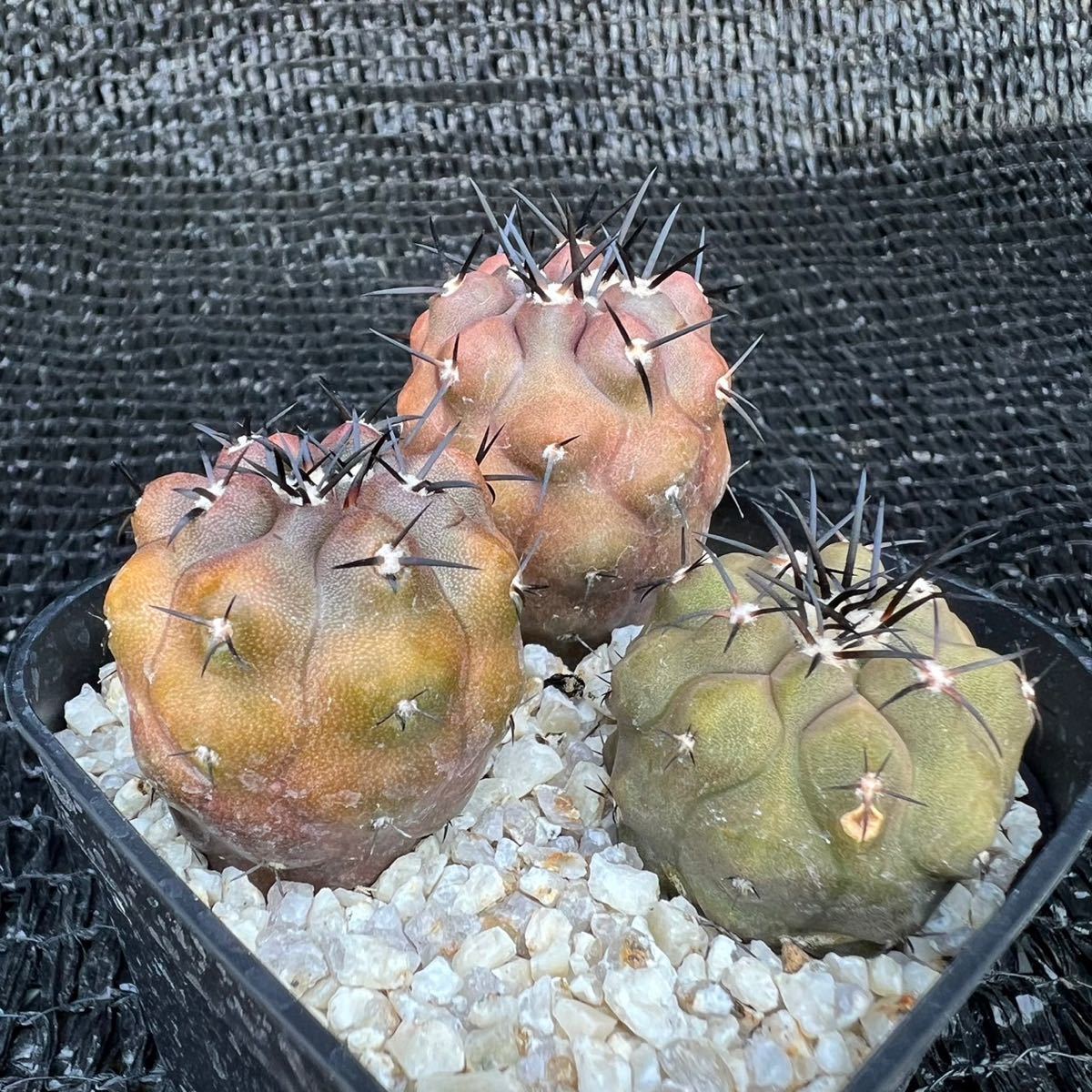 Copiapoa sp 錦2本 copiapoa sp実生 (黒王丸×カルデナラ)×黒王丸 (cinerea×calderana)×Copiapoa cinerea