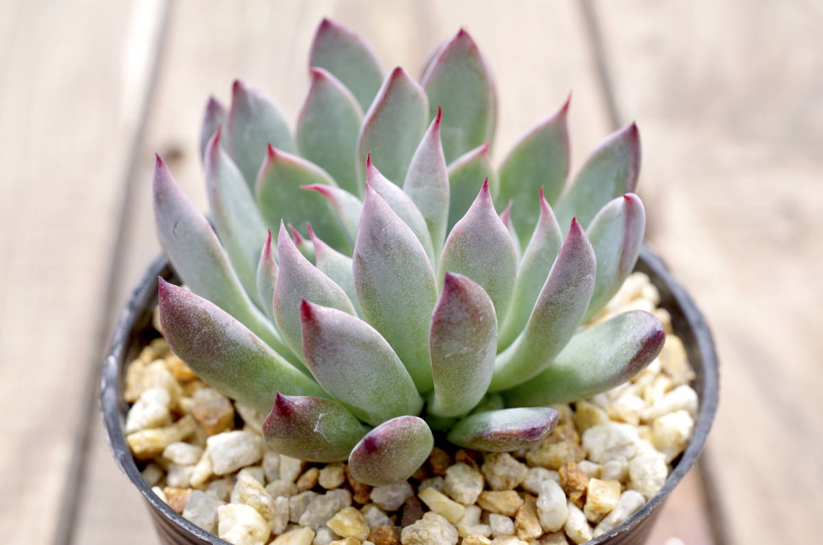 極上品】エケベリア ミックスベリア 赤鬼 Echeveria 'Aka-oni 極上品】エケベリア ミックスベリア 赤鬼 Echeveria 'Aka-oni