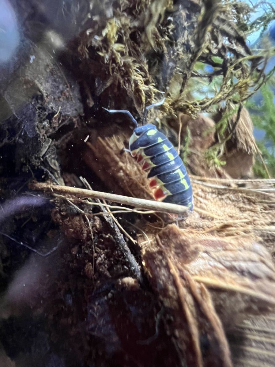 標本・展足済】 大型 コガシラクワガタ ♂78mm