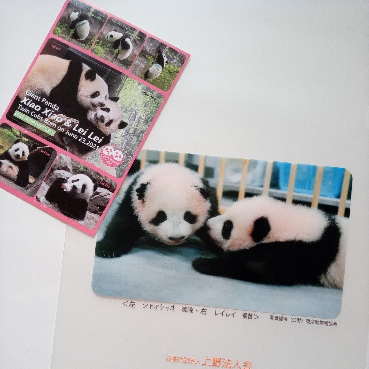 上野動物園　シャンシャン　レイレイ　シャオシャオ　クリアファイル 上野動物園 シャオシャオ レイレイ 非売品 ジャイアントパンダ