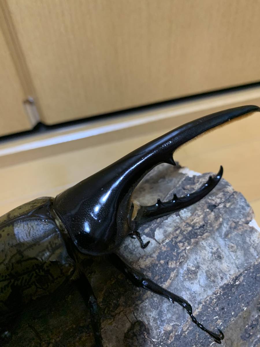 標本】特大・特異型 ヤンソニーテナガコガネ（ベトナム北部HaGiang