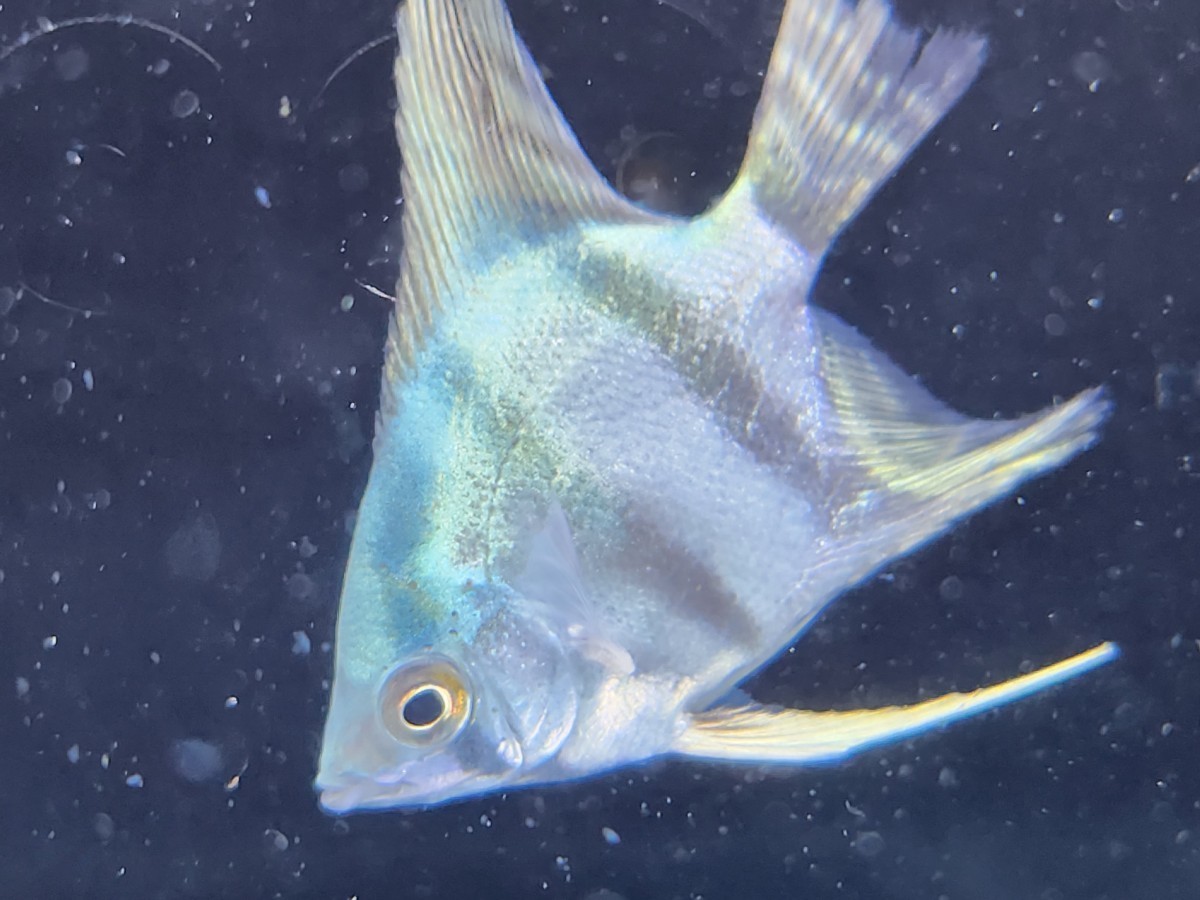 ペルーアルタムエンゼルフィッシュ スカラレ約5cm 5匹セット！熱帯魚 