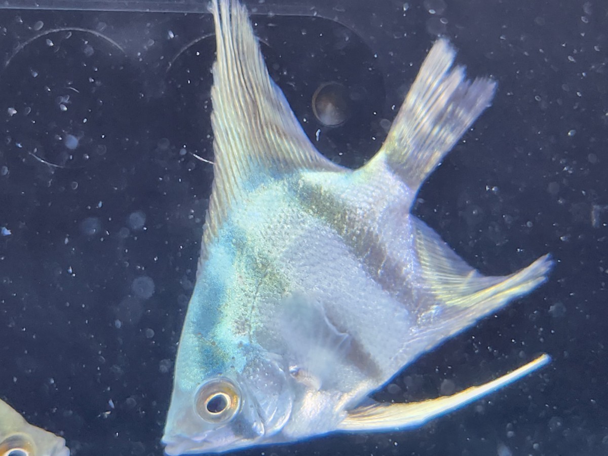 ペルーアルタムエンゼルフィッシュ スカラレ約5cm 5匹セット！熱帯魚 