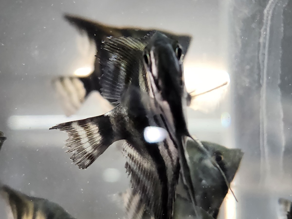 ペルーアルタムエンゼルフィッシュ スカラレ約5cm 5匹セット！熱帯魚 