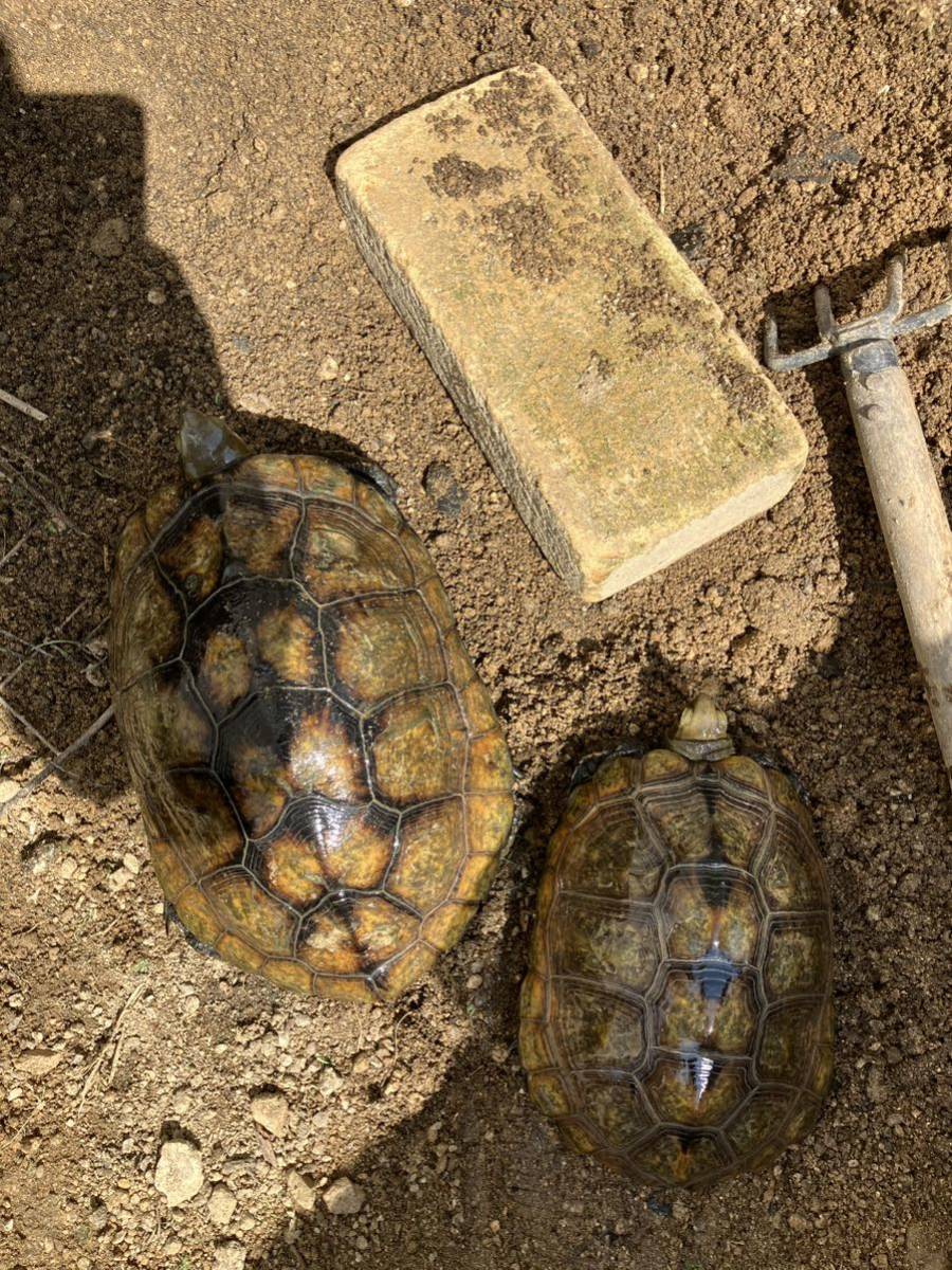 ニホンイシガメ　有精卵３つ　食用