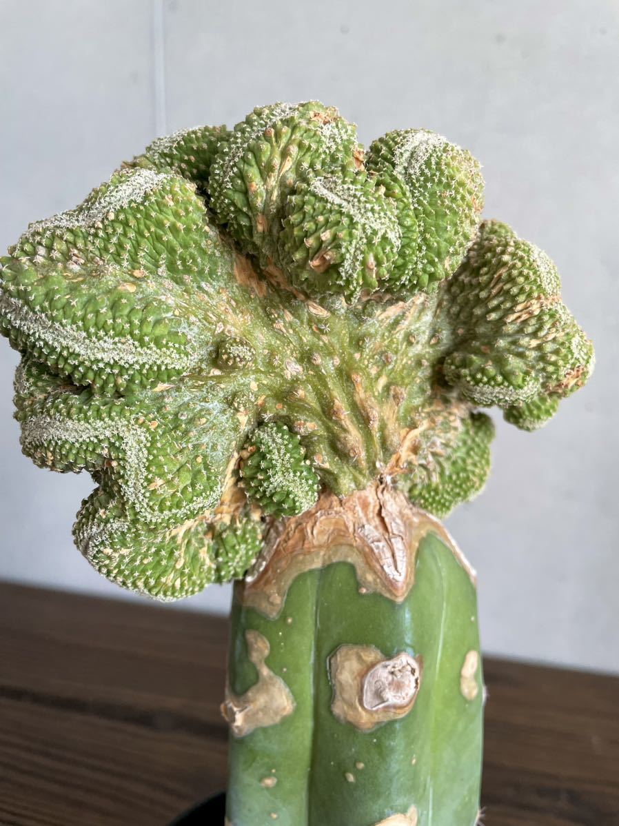 実生 継木 ストロンボカクタス 菊水 綴化 モンスト Storombocactus