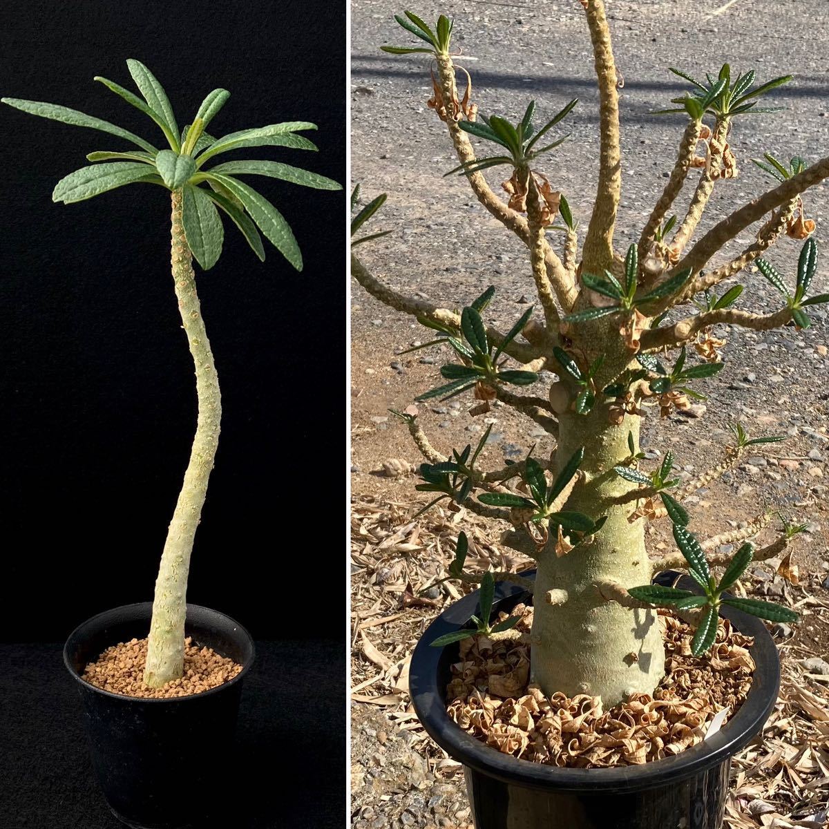 σ ドルステニア ギガス 3号 Dorstenia gigas 多肉植物 サボテン ユーフォルビア パキポディウム コピアポア