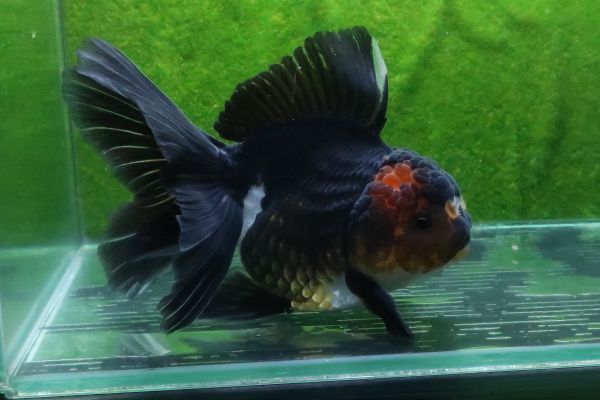 284＜water-flap＞タイ産　オランダシシガシラ　トリカラー　　ローズテール