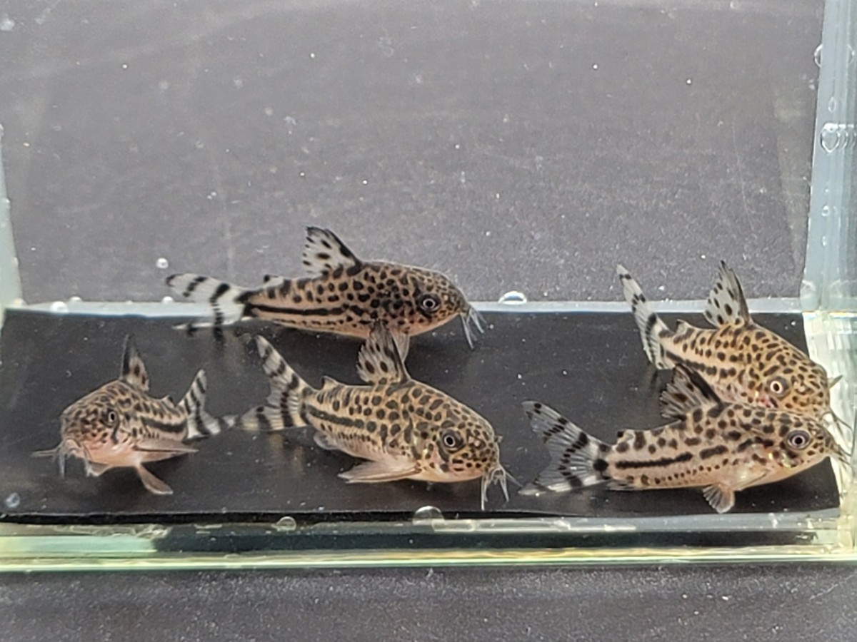 金魚家【ブリード】【ダイジョウブダエボンディ】【3.5～4.0cm】【5匹】【鹿児島県陸送発送のみ】【商品説明要確認】