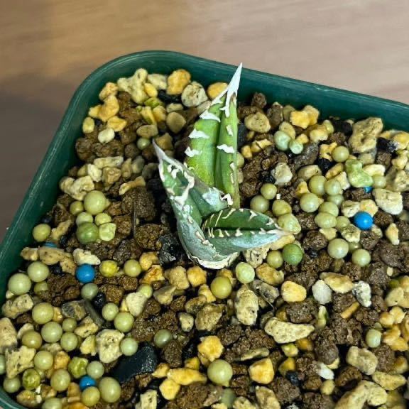 数量限定，爆買い アガベ チタノタ 夜燕 子株 ハデス シーザー 黒鯨 オアハカ 追星 流星 大白鯊 ホリダ 悪魔 緑犀牛 黒犀牛 狂戦士(アガベ)｜売買されたオークション情報、yahooの商品情報をアーカイブ公開 - オ アガベ