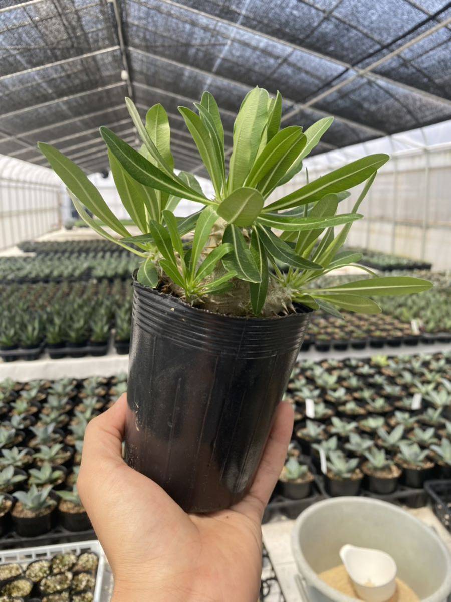 送料無料! 塊根植物 パキポディウム デンシフローラム ③