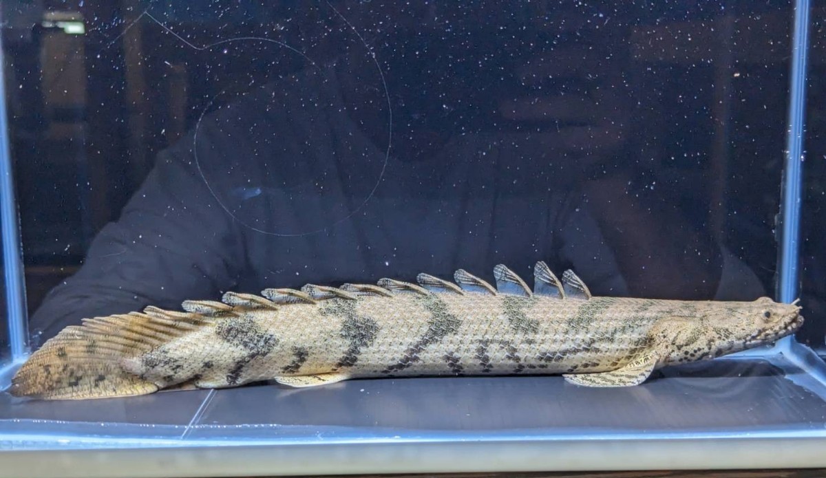 極上品 ポリプテルス エンドリケリー 約36cm ワイルド ギニア産 極太 