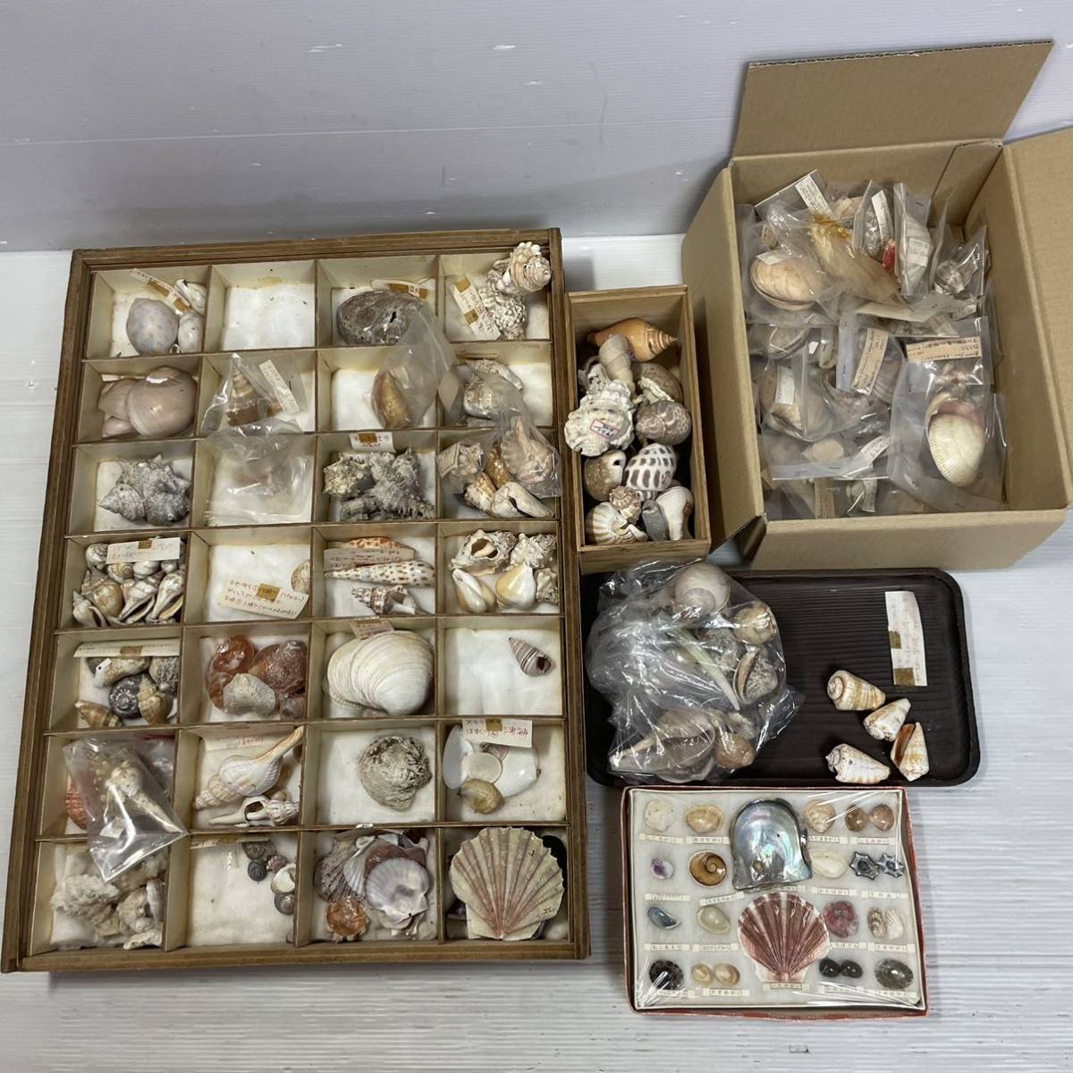 シカダカラ　貝殻　標本 シカダカラ 貝殻 標本 - メルカリ