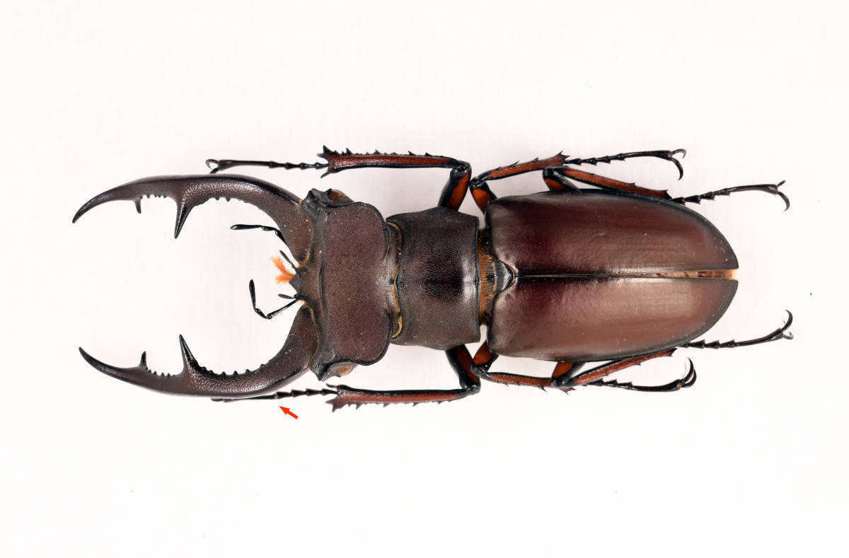 標本 ジュシャンミヤマクワガタ 中国広東産 Lucanus zhuxiangi A- 54mm