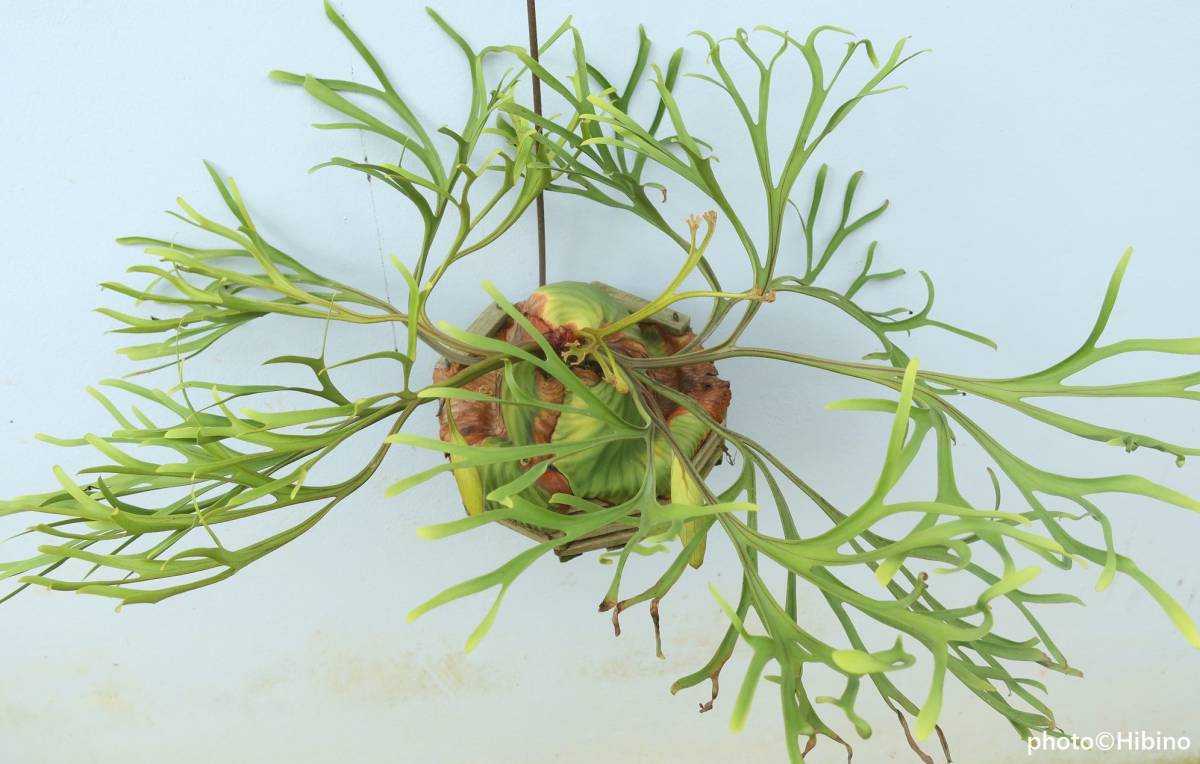 （◎＿◎；）★ビカク野郎★超極細葉★ ridleyi 'Nano' ★リドレイ★★★★★