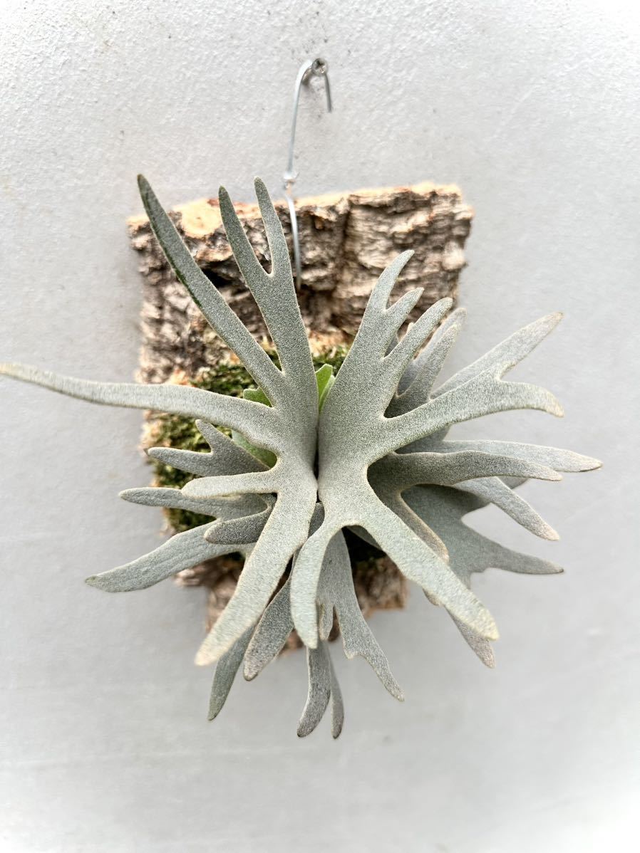 P. 出し切り willinckii bacteria spore ビカクシダ