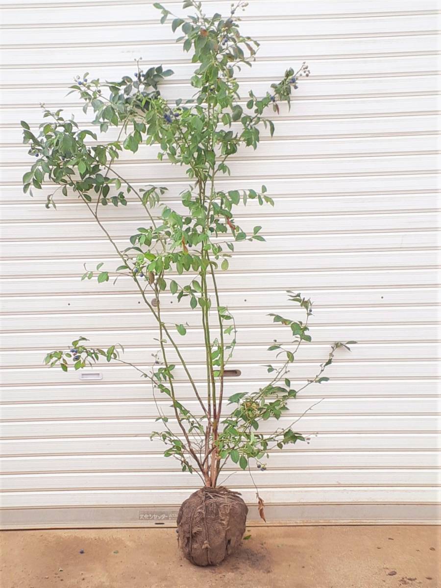 万年青鉢 布施覚 楽焼鉢 錦鉢 蘭鉢 植木鉢 万年青 富貴蘭 東洋蘭 古典