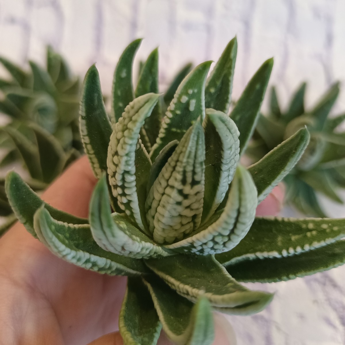 S416 多肉植物 ハオルチア 皇帝 極上美株 5株(アガベ)｜売買された