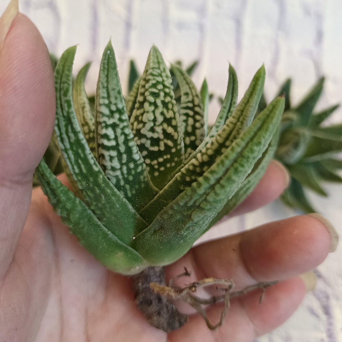 S416 多肉植物 ハオルチア 皇帝 極上美株 5株(アガベ)｜売買された