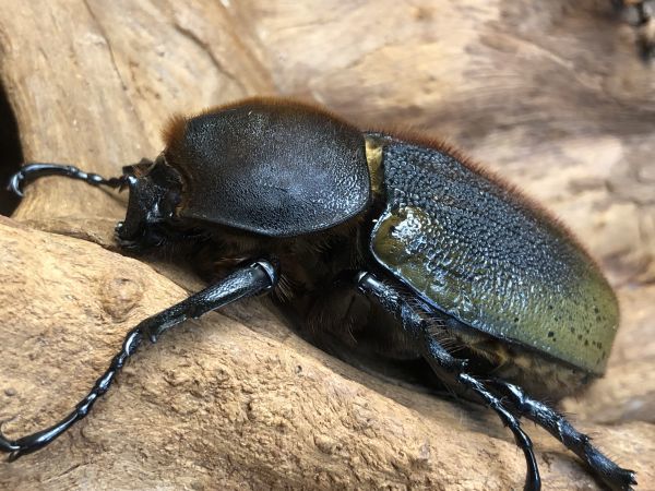 yuuki1888】 特大 D.H.ヘラクレス♀81mm 単品