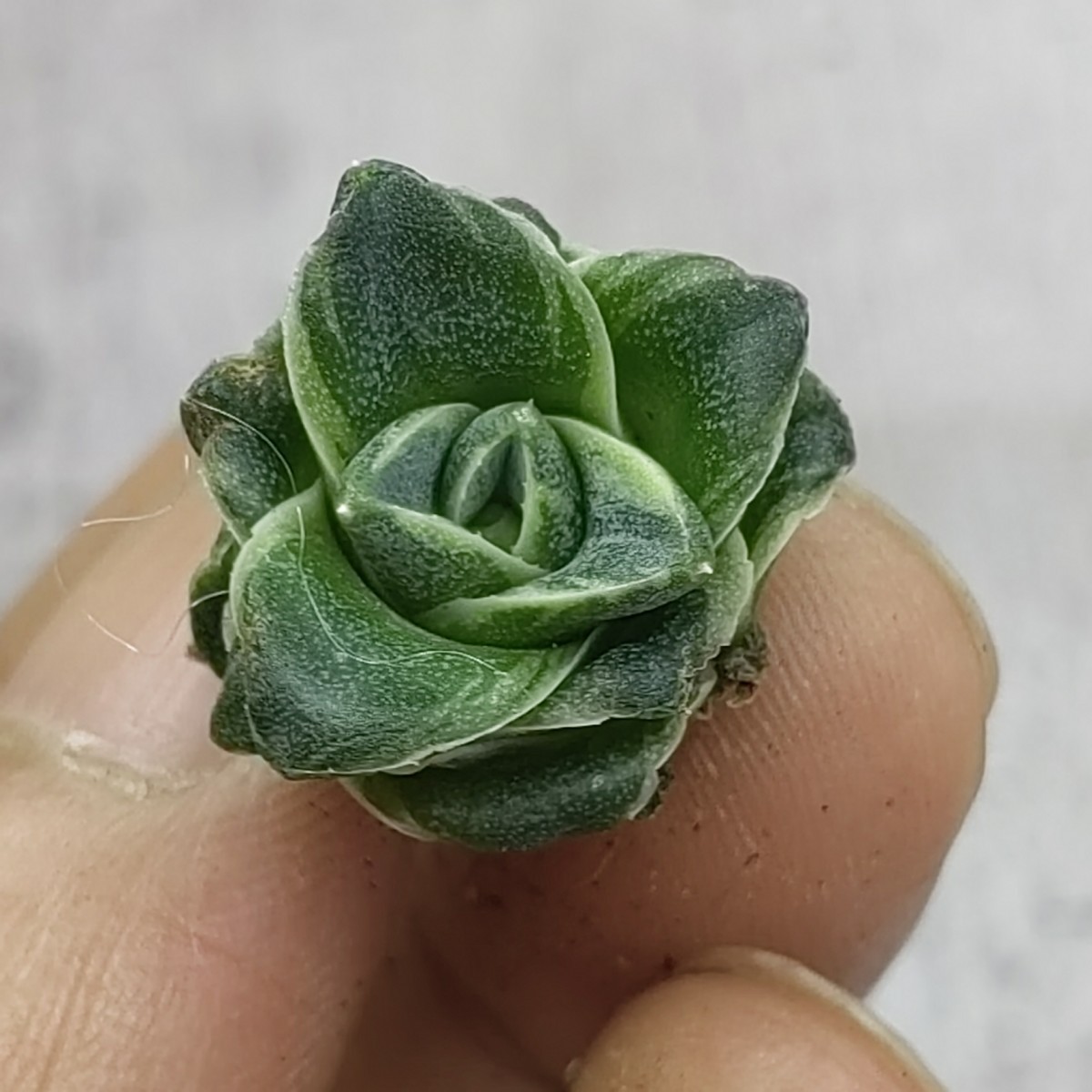 Yahoo!オークション - 1629アガベ ピンキー 王妃笹の雪A型白覆輪 Agave