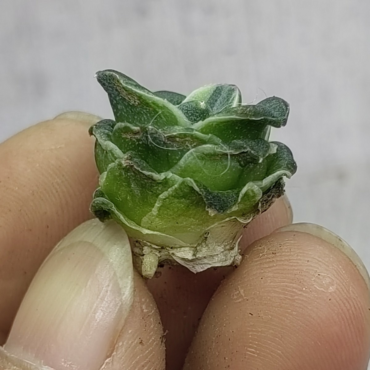 アガベ ピンキー 王妃笹の雪 Yahoo!オークション 多肉植物 ⁄ 白覆輪斑 