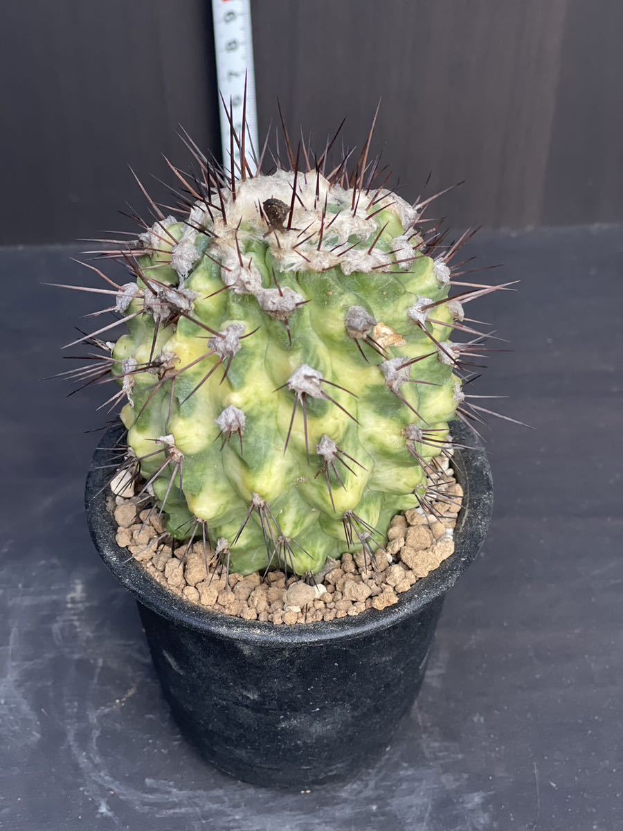  コピアポア 妖鬼玉錦 Copiapoa Montana 錦 カキ仔 サボテン(サボテン)｜売買されたオークション情報、yahooの商品情報をアーカイブ公開 - オークファン サボテン
