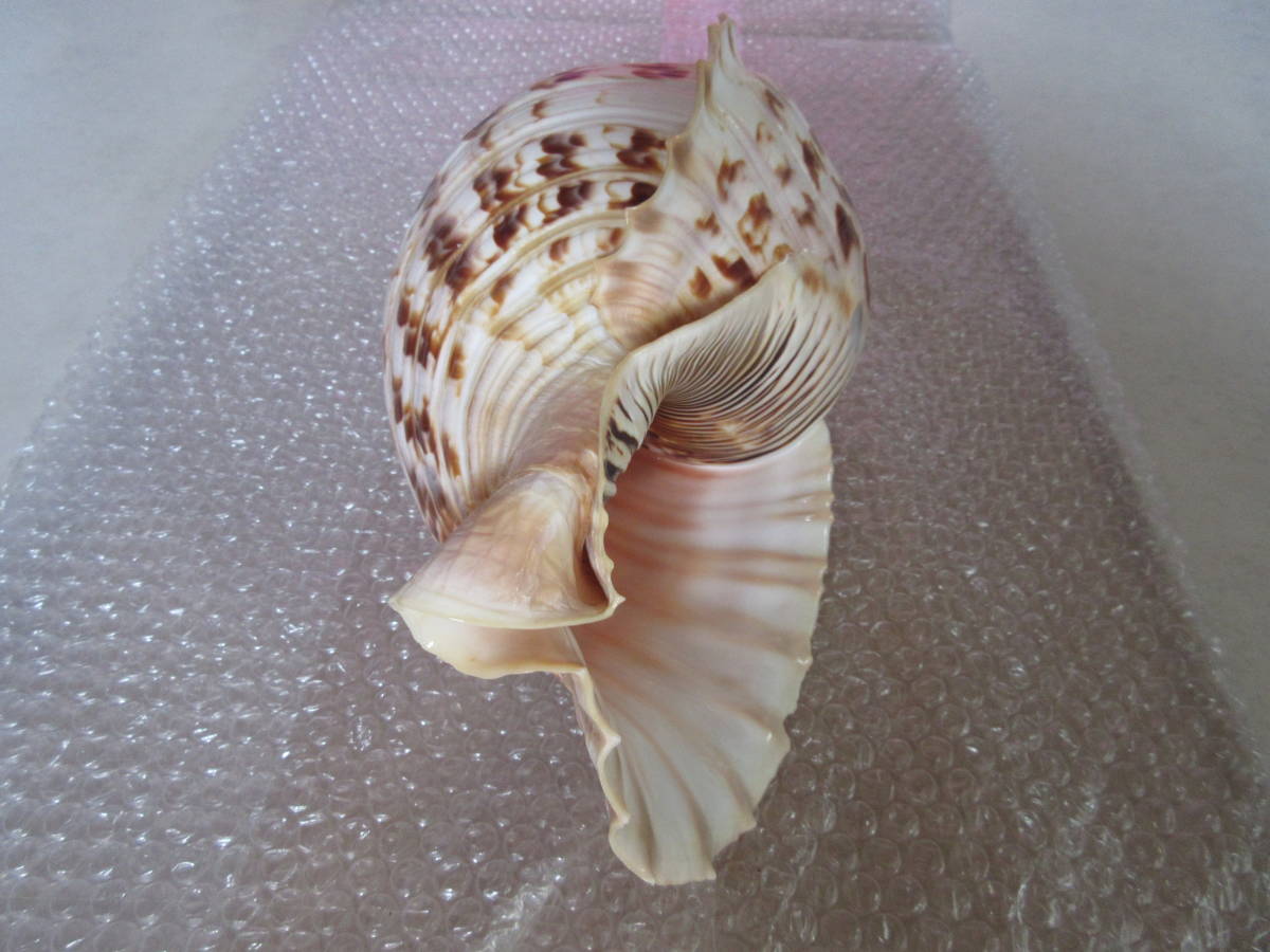 人気 貝 貝標本 ホラガイ 法螺貝 36cm 商品 通販家具・インテリア 