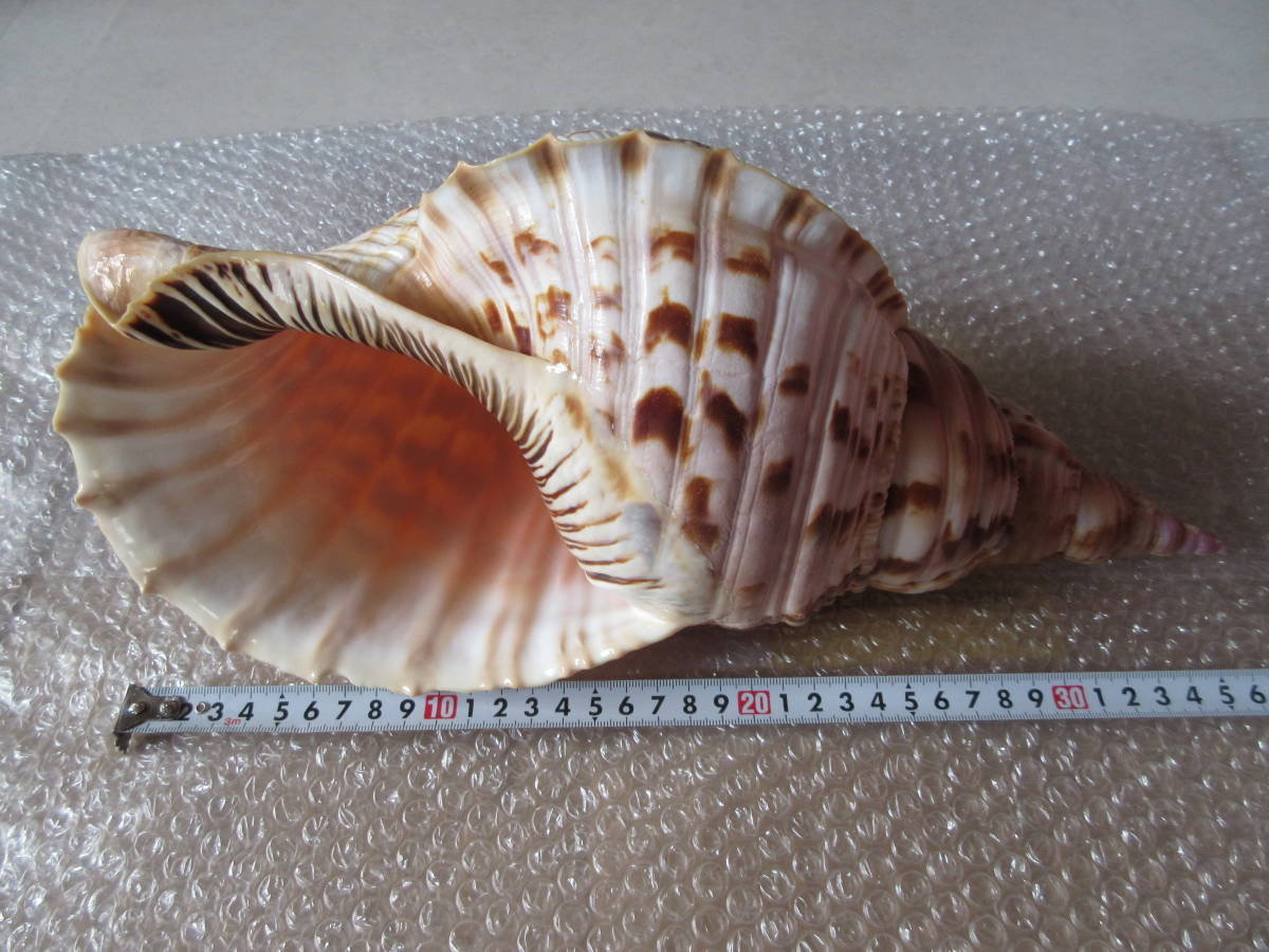 ◇法螺貝・ほら貝・ホラ貝・大きな貝殻・全長約36cm・重量約890g 