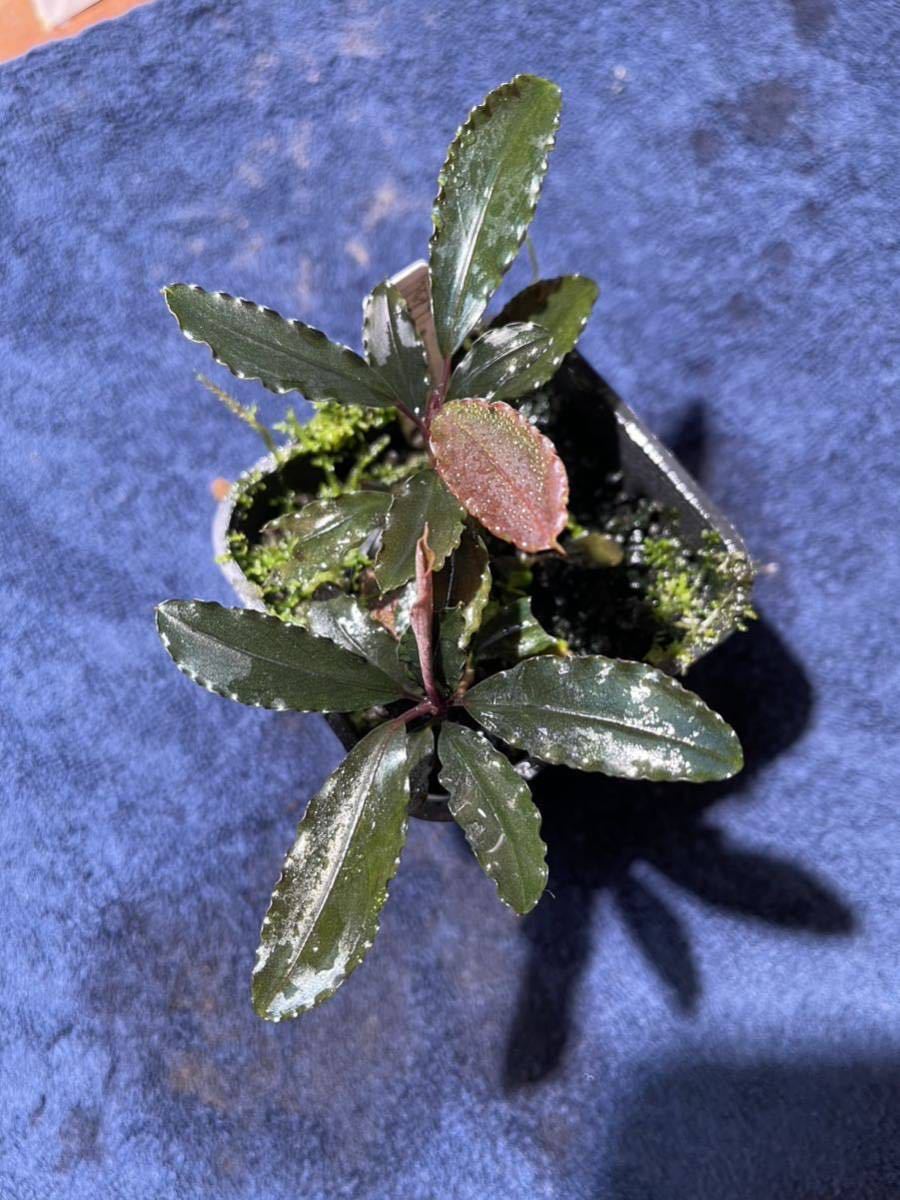 Bucephalandra waltz Red waltz waltzになり ブセファランドラ-上質