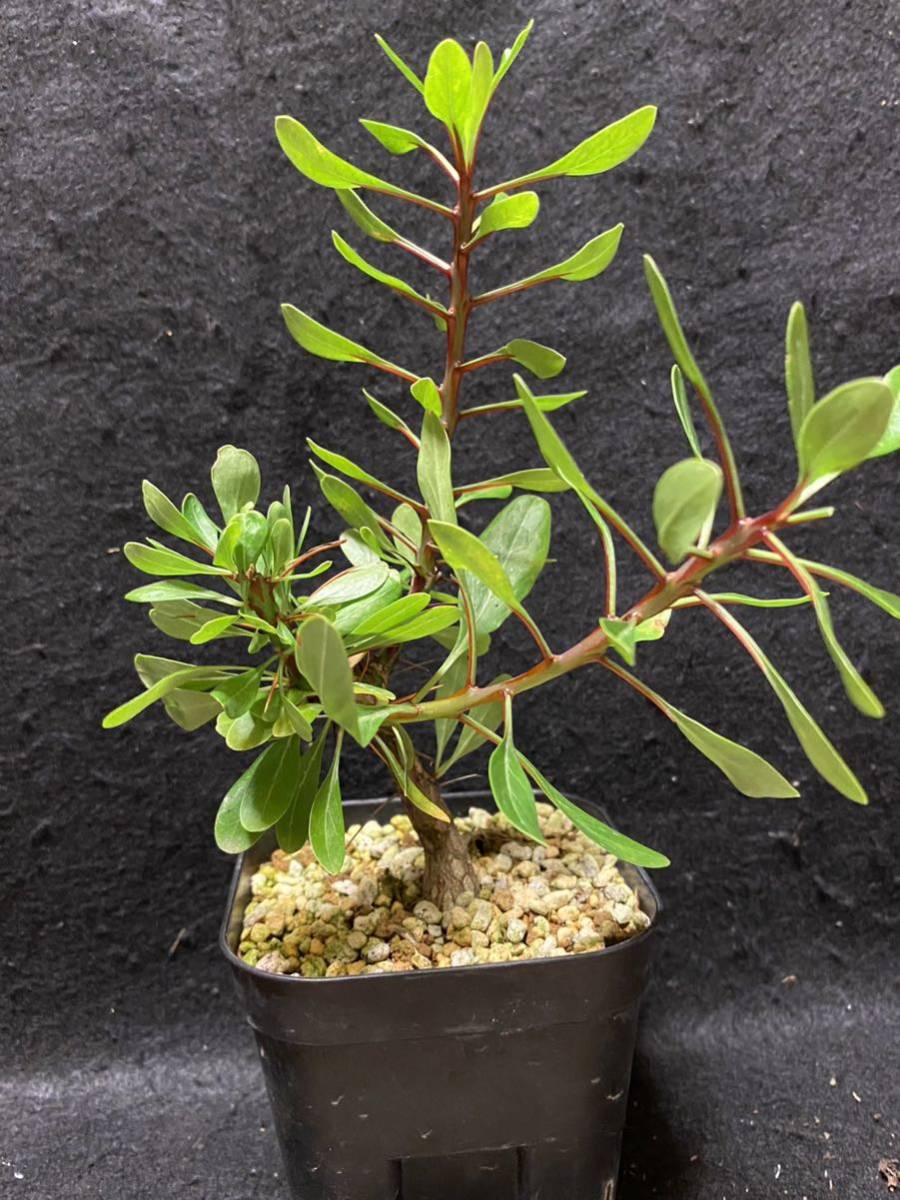 フォークイエリアsp ファシクラータ×プルプシー ハイブリッド株 挿木苗