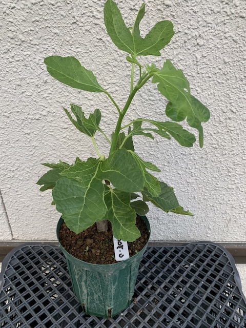イチジク de Coll 挿木苗 いちじく苗木☆稀少品種 無花果 超々激レア