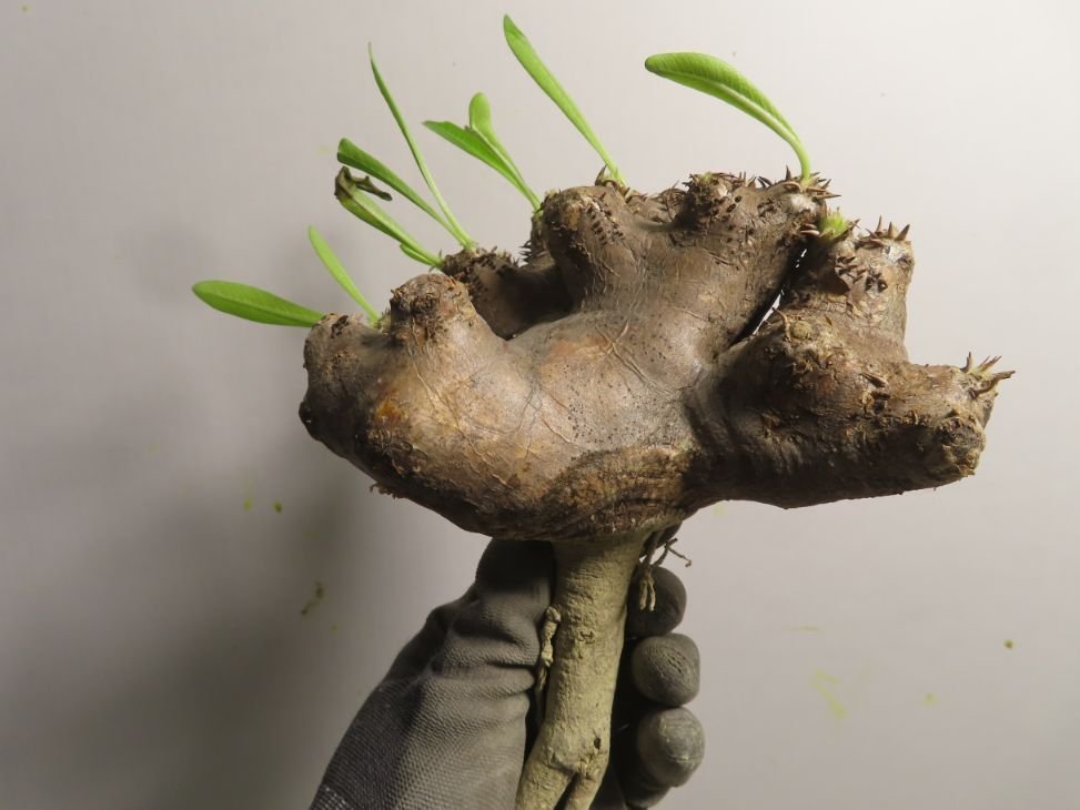 ヒ6833 「塊根植物」パキポディウム ブレビカリックス 抜き苗