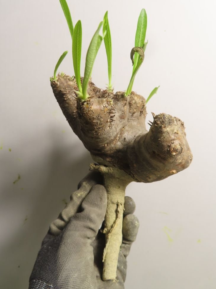 ヒ6833 「塊根植物」パキポディウム ブレビカリックス 抜き苗