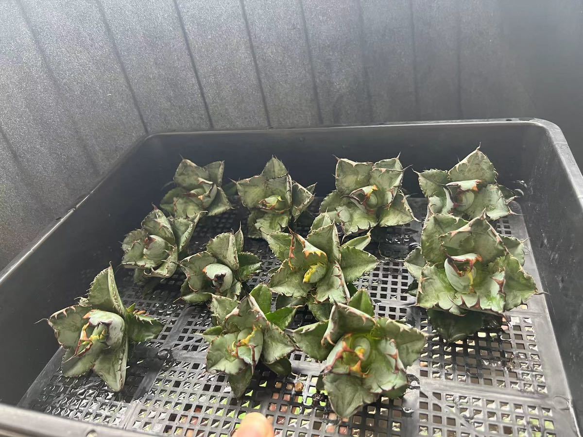 X-17多肉植物アガベ チタノタ BB ブラックアンドブルー 濃黒棘 超強棘