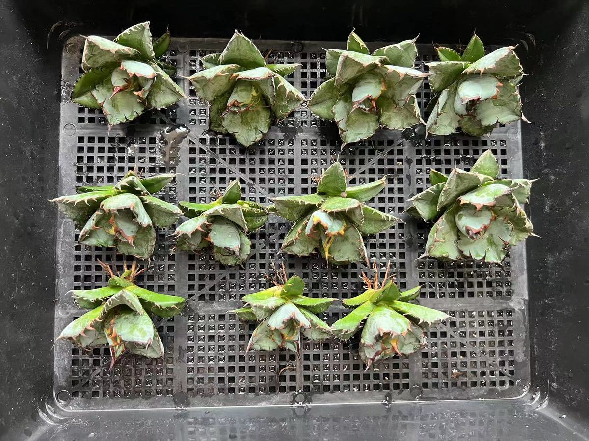 X-17多肉植物アガベ チタノタ BB ブラックアンドブルー 濃黒棘 超強棘