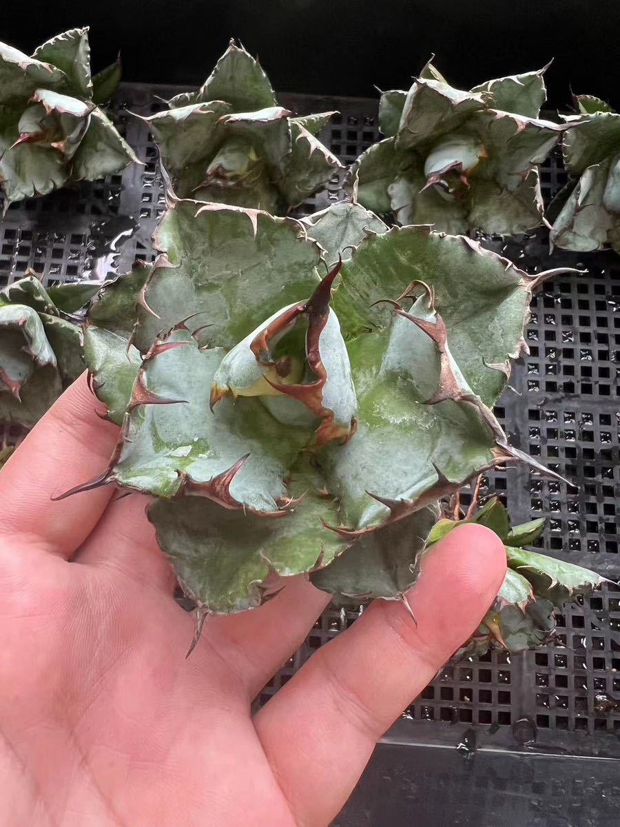 X-17多肉植物アガベ チタノタ BB ブラックアンドブルー 濃黒棘 超強棘