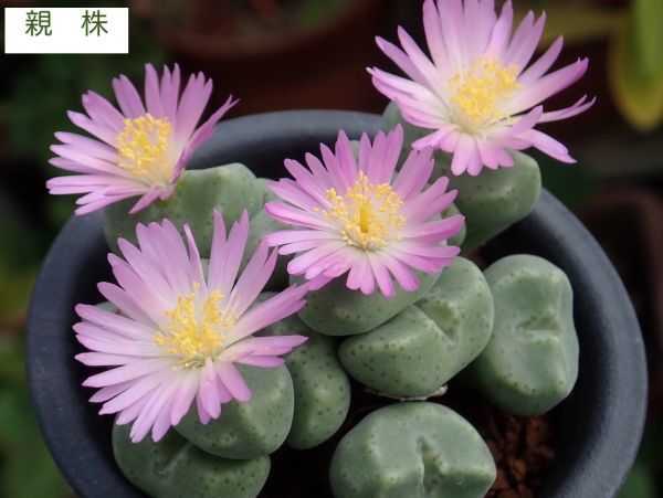 種 子 ＊＊＊ コノフィツム エルンスティー 亜種セレベルム Conophytum