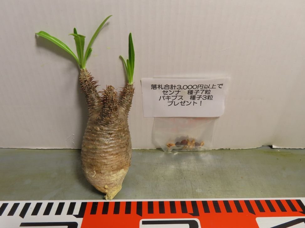 フ0108 「塊根植物」パキポディウム グラキリス SS 抜き苗【イベント