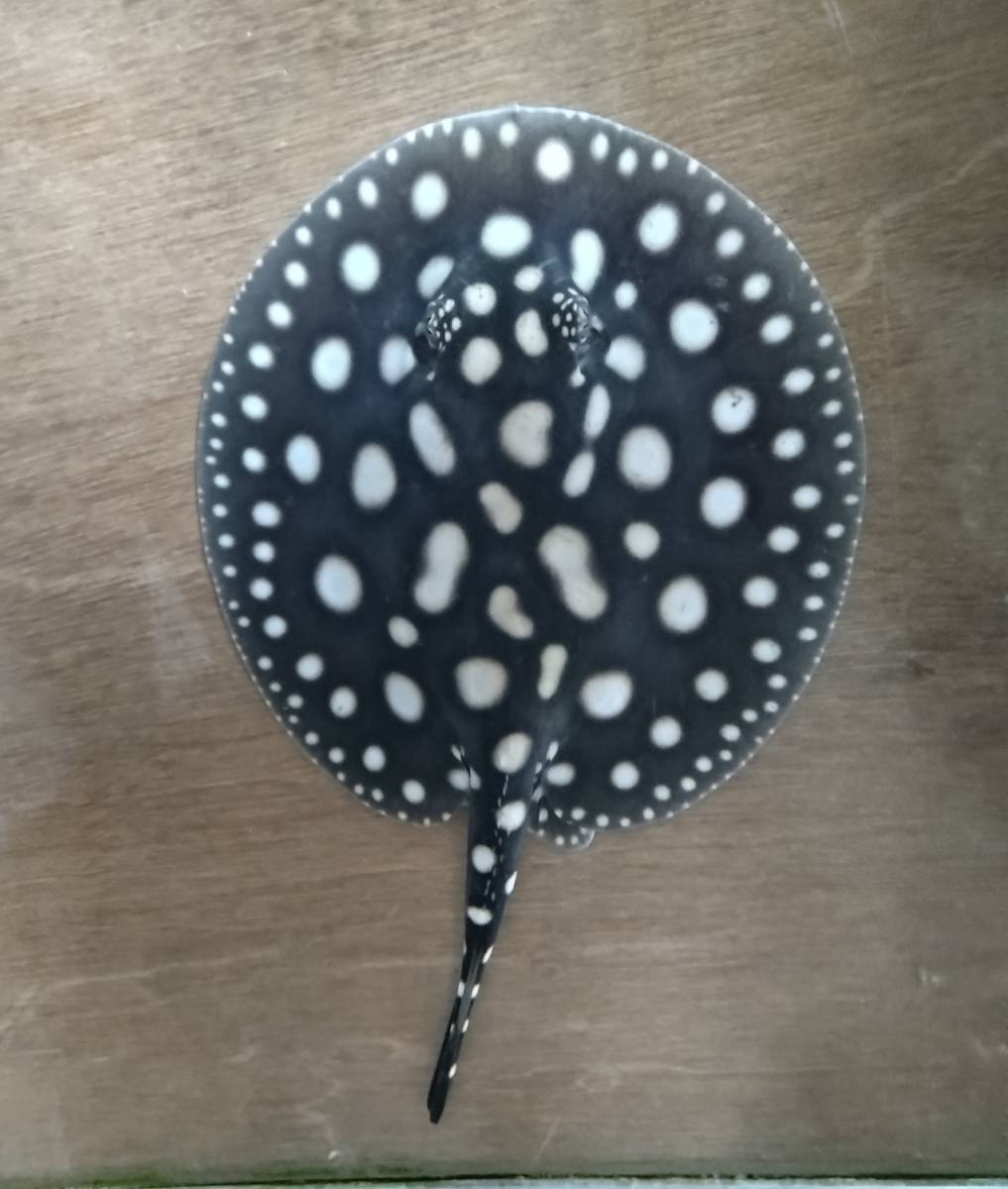 純血 ダイヤモンドポルカ ♂