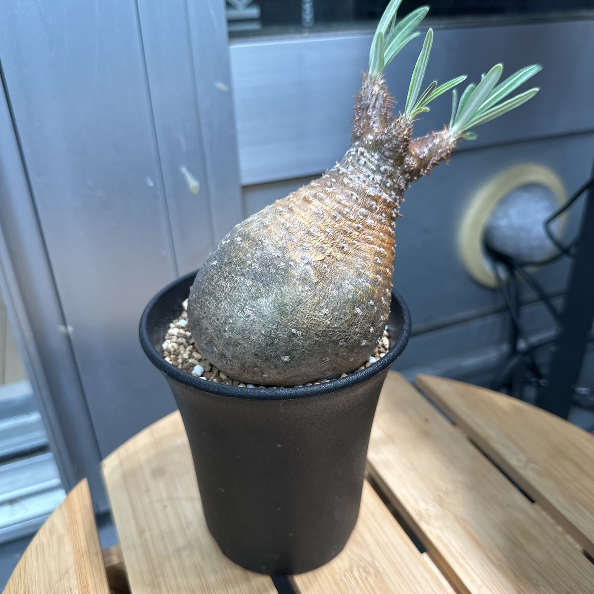 発根済 グラキリス マダガスカル 現地株 塊根植物 コーデックス