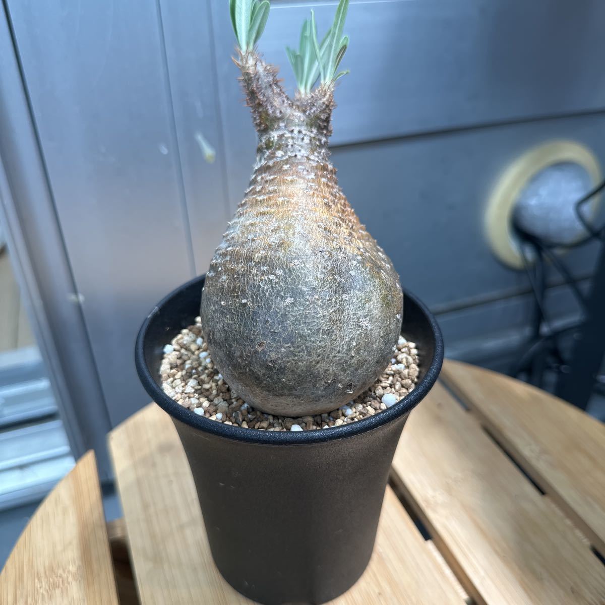 発根済 グラキリス マダガスカル 現地株 塊根植物 コーデックス